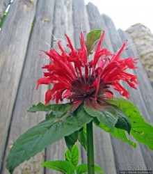 " Червону руту не шукай вечорами...". А как выглядит "рута"?