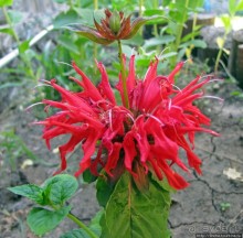 " Червону руту не шукай вечорами...". А как выглядит "рута"?