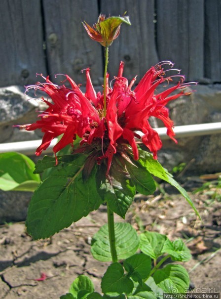 " Червону руту не шукай вечорами...". А как выглядит "рута"?