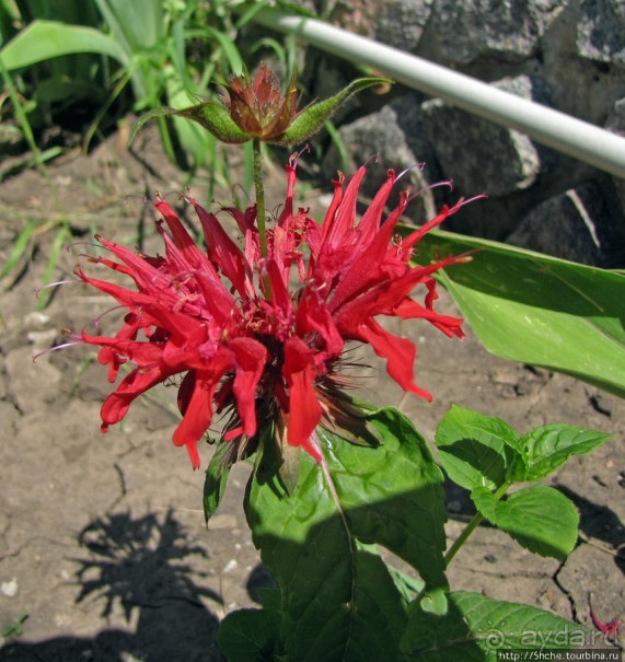 " Червону руту не шукай вечорами...". А как выглядит "рута"?