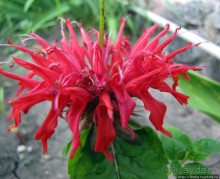 " Червону руту не шукай вечорами...". А как выглядит "рута"?