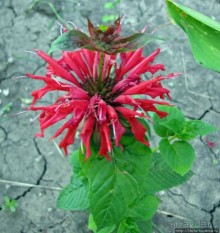 " Червону руту не шукай вечорами...". А как выглядит "рута"?