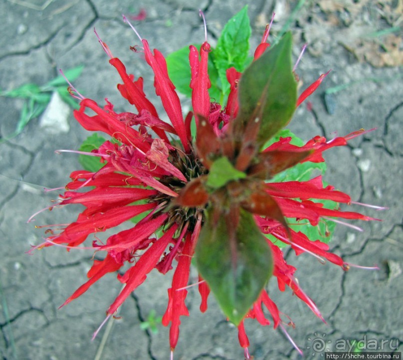 " Червону руту не шукай вечорами...". А как выглядит "рута"?