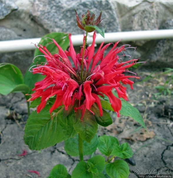 " Червону руту не шукай вечорами...". А как выглядит "рута"?