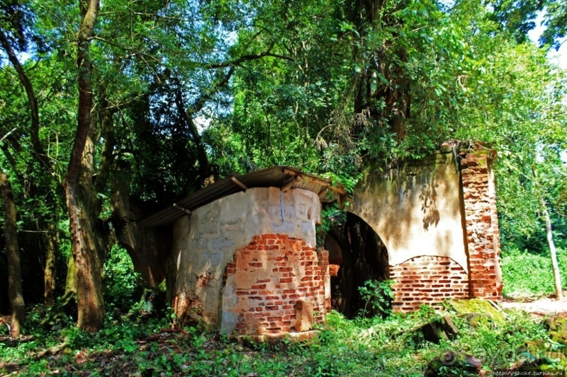 Священный лес последователей религии вуду