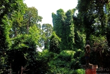 Священный лес последователей религии вуду