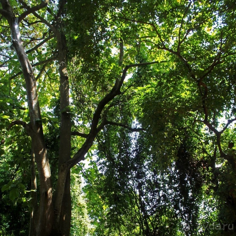 Священный лес последователей религии вуду