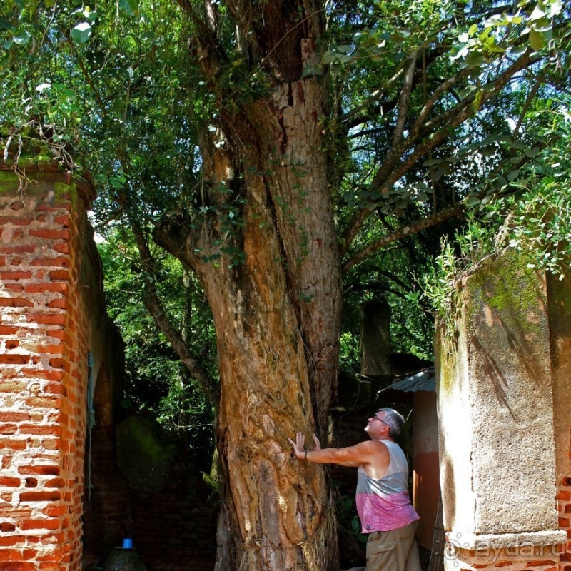 Священный лес последователей религии вуду
