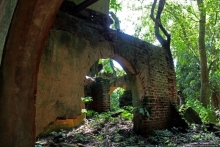 Священный лес последователей религии вуду