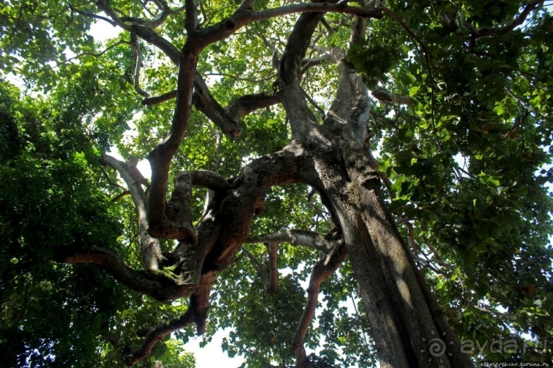 Священный лес последователей религии вуду