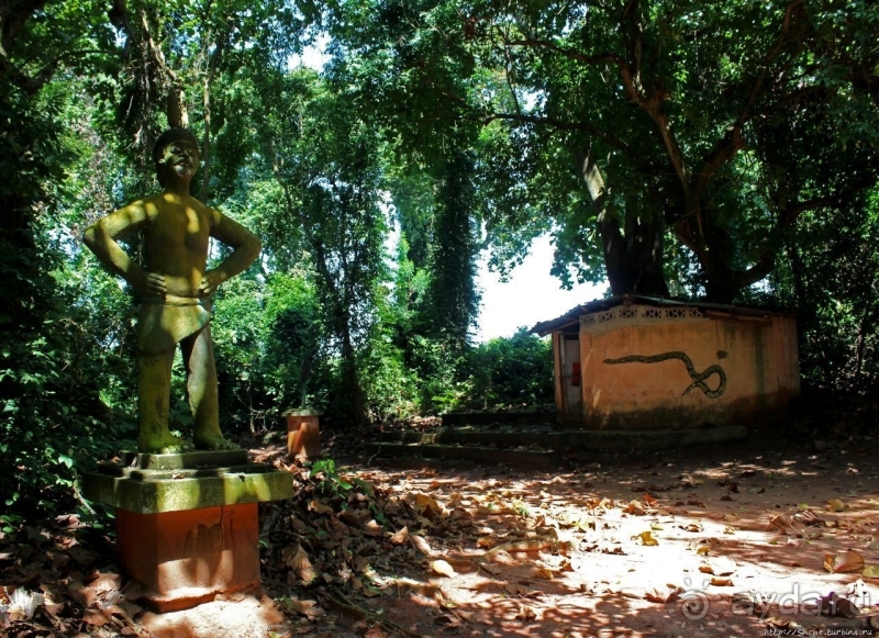 Священный лес последователей религии вуду