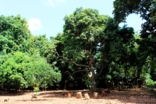 Священный лес последователей религии вуду