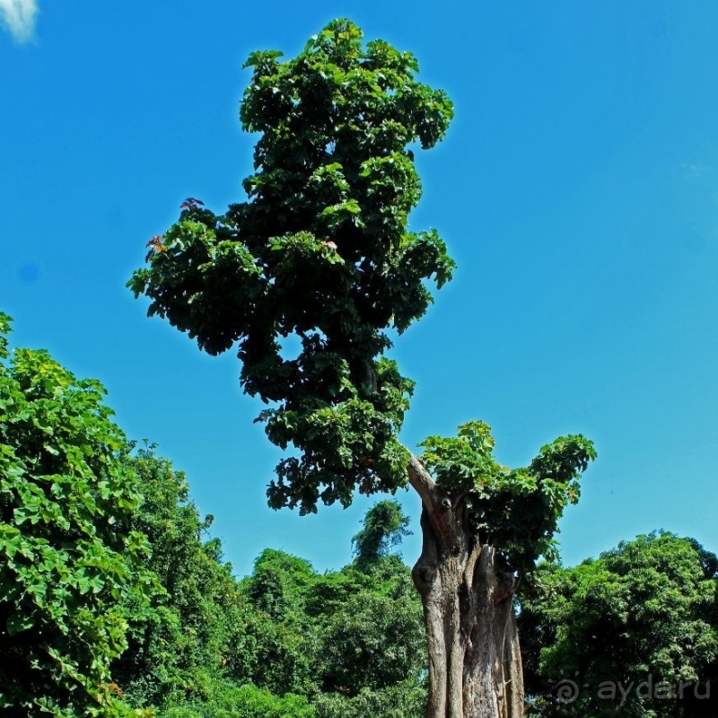 Священный лес последователей религии вуду