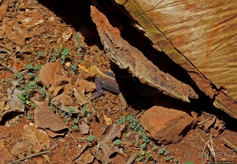 Священный лес последователей религии вуду