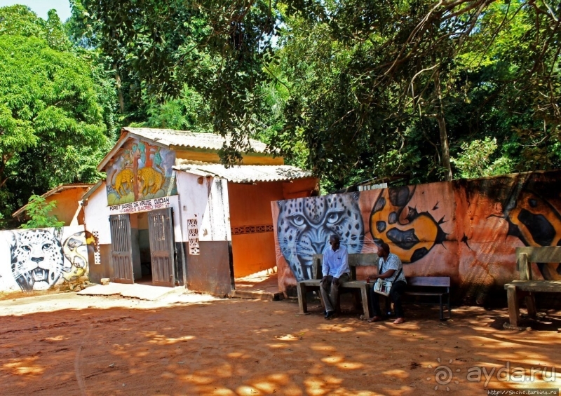 Священный лес последователей религии вуду