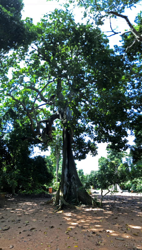 Священный лес последователей религии вуду