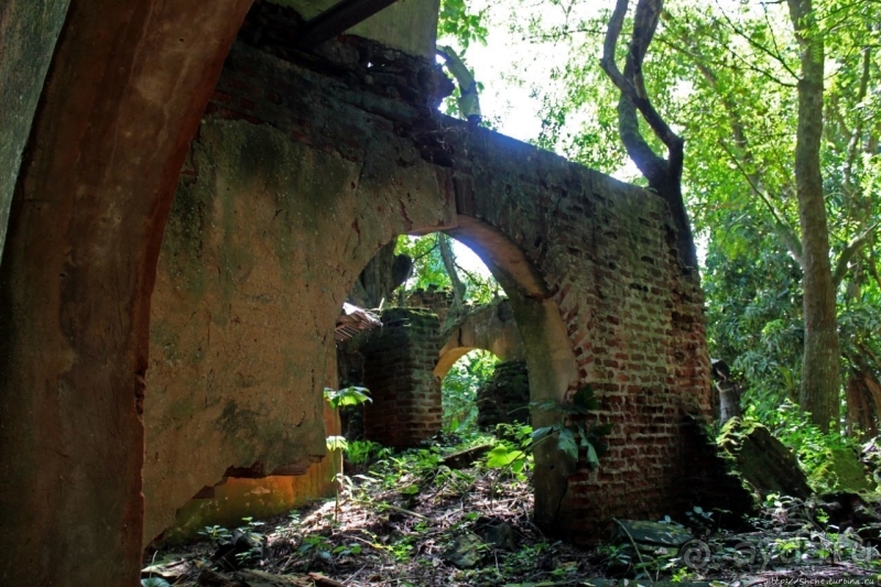 Священный лес последователей религии вуду