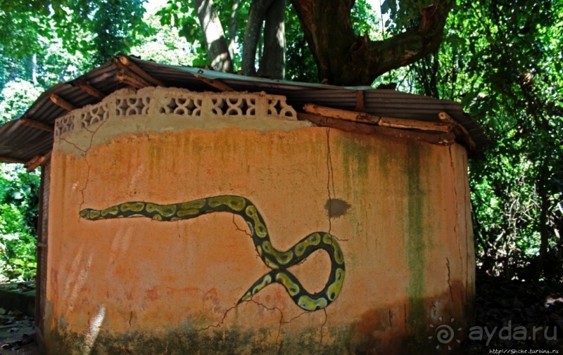 Священный лес последователей религии вуду