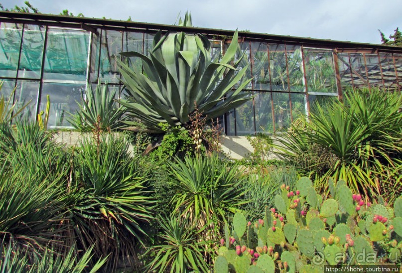 Оранжерея кактусов. Осеннее цветение на открытой площадке.