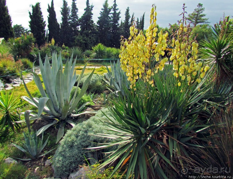 Оранжерея кактусов. Осеннее цветение на открытой площадке.