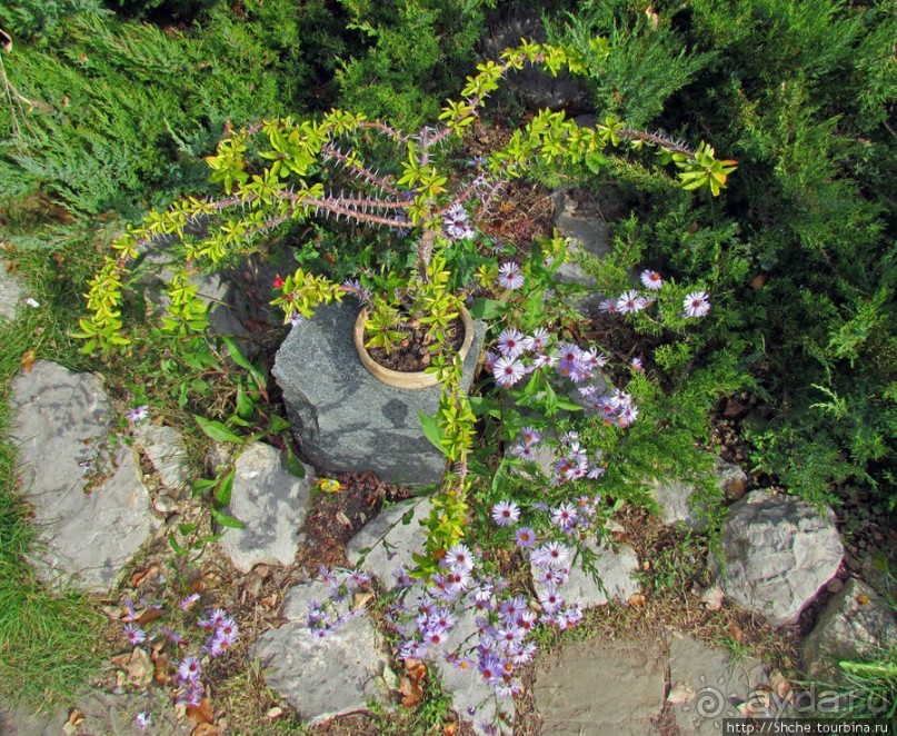 Оранжерея кактусов. Осеннее цветение на открытой площадке.