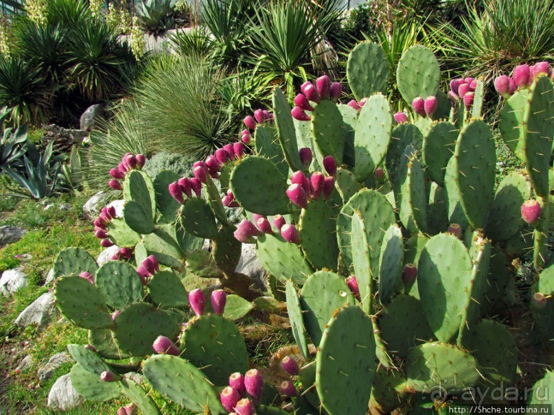 Оранжерея кактусов. Осеннее цветение на открытой площадке.