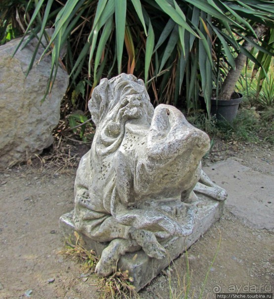 Оранжерея кактусов. Осеннее цветение на открытой площадке.