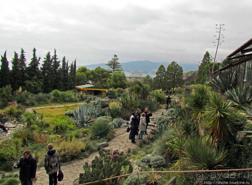 Оранжерея кактусов. Осеннее цветение на открытой площадке.