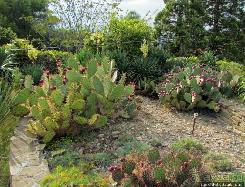 Оранжерея кактусов. Осеннее цветение на открытой площадке.