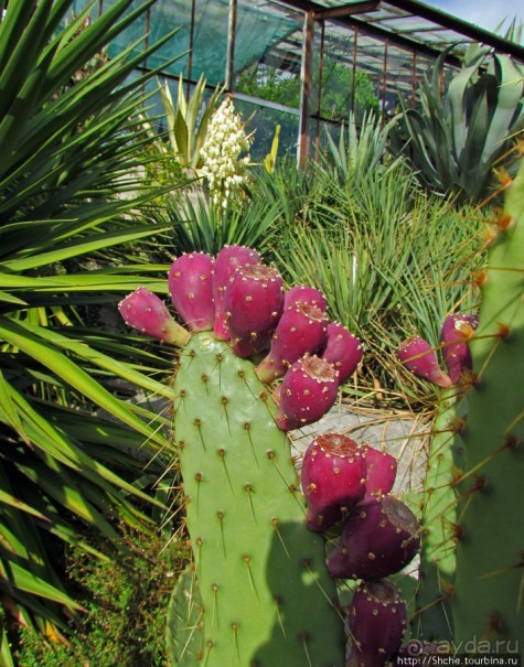 Оранжерея кактусов. Осеннее цветение на открытой площадке.