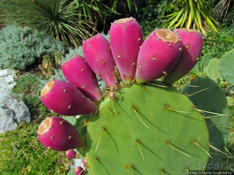 Оранжерея кактусов. Осеннее цветение на открытой площадке.