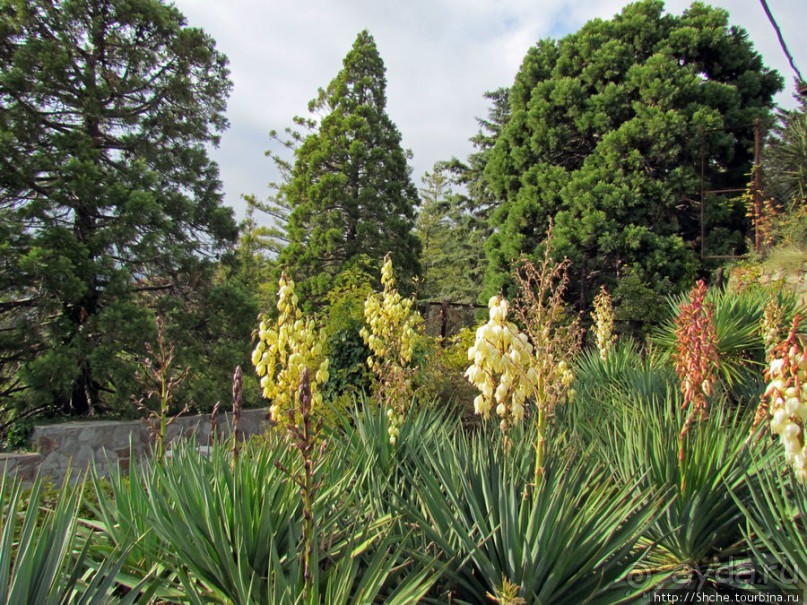 Оранжерея кактусов. Осеннее цветение на открытой площадке.