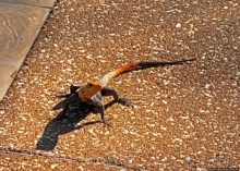 Отели Того и Бенина. 