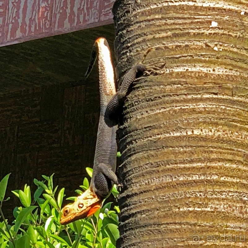 Отели Того и Бенина. 