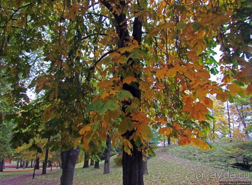 Какой же дворец без парка?