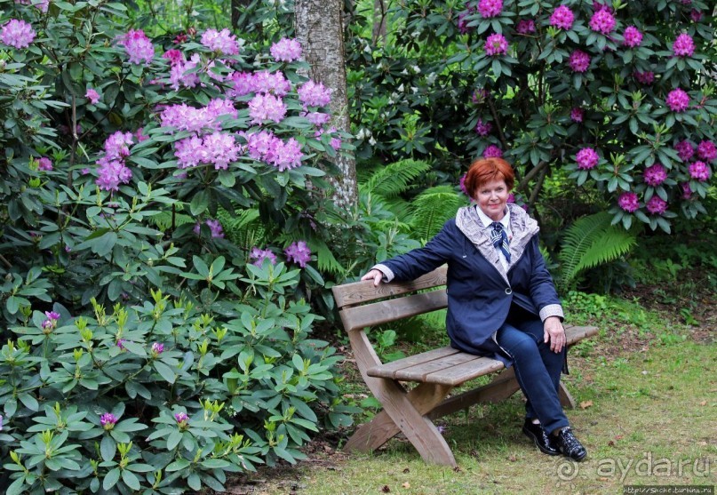 Рододендронщина. Ярких летних красок нам в первый день зимы