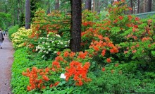 Рододендронщина. Ярких летних красок нам в первый день зимы