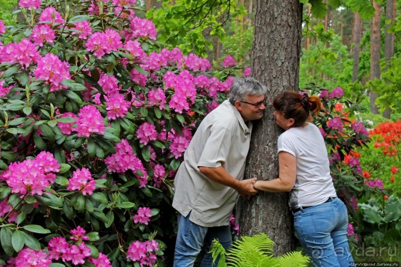 Рододендронщина. Ярких летних красок нам в первый день зимы
