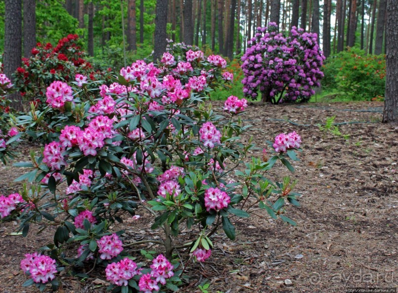 Рододендронщина. Ярких летних красок нам в первый день зимы