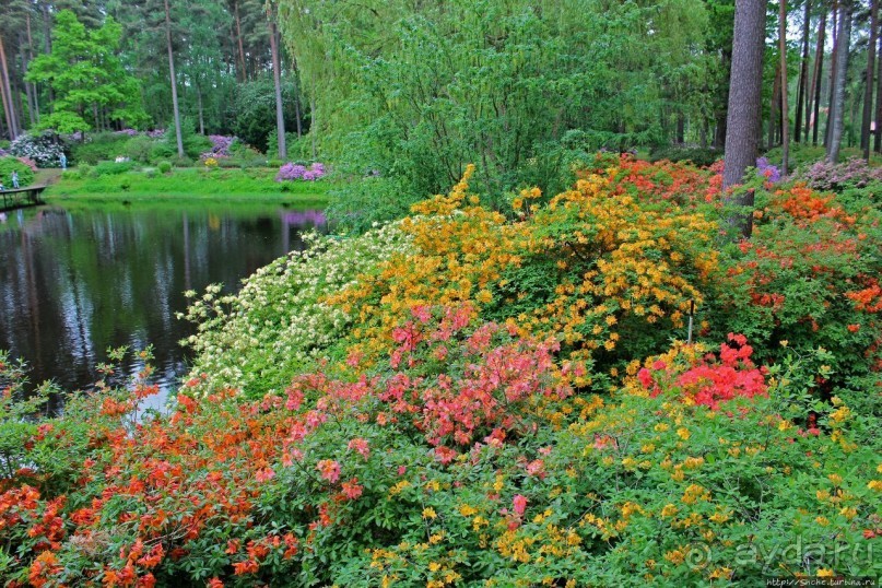 Рододендронщина. Ярких летних красок нам в первый день зимы