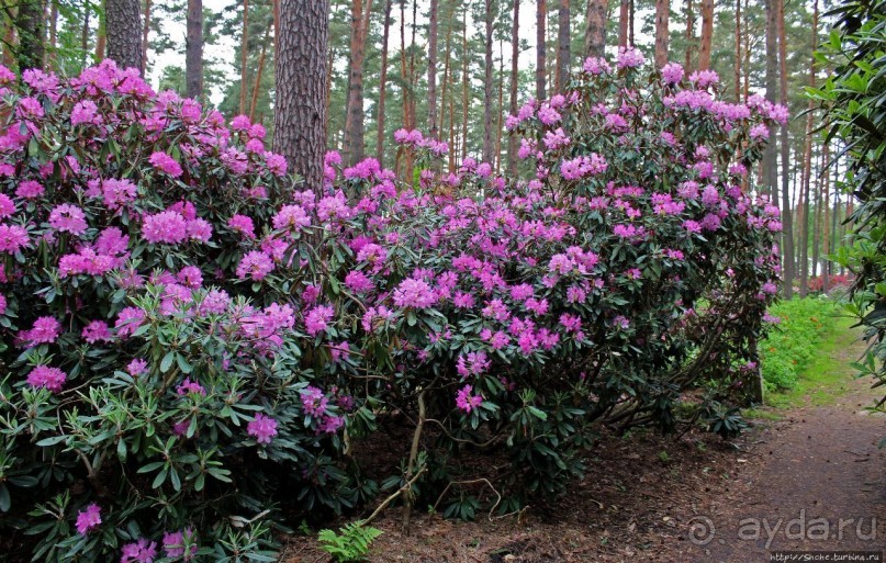 Рододендронщина. Ярких летних красок нам в первый день зимы