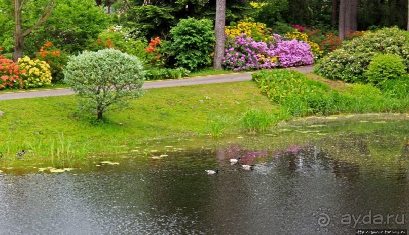 Рододендронщина. Ярких летних красок нам в первый день зимы