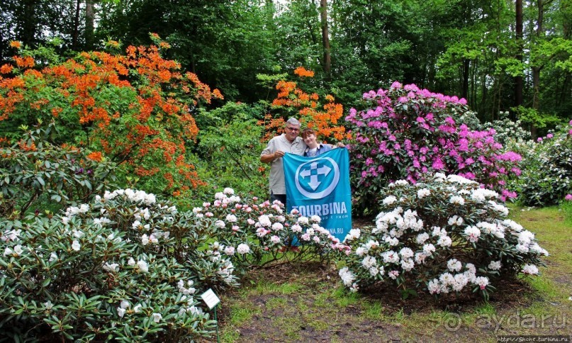 Рододендронщина. Ярких летних красок нам в первый день зимы