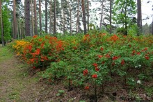 Рододендронщина. Ярких летних красок нам в первый день зимы