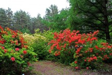 Рододендронщина. Ярких летних красок нам в первый день зимы