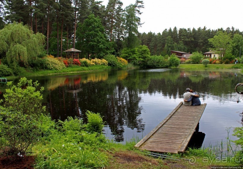 Рододендронщина. Ярких летних красок нам в первый день зимы