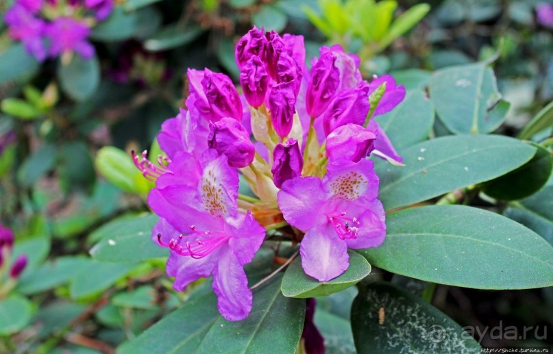 Рододендронщина. Ярких летних красок нам в первый день зимы