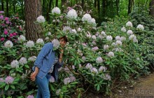 Рододендронщина. Ярких летних красок нам в первый день зимы