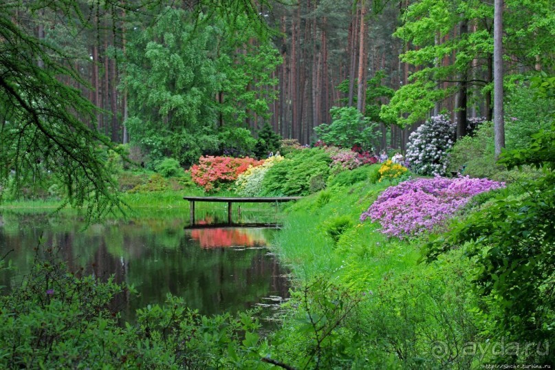 Рододендронщина. Ярких летних красок нам в первый день зимы
