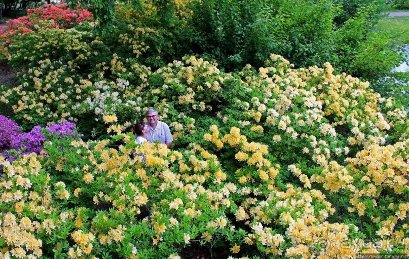 Рододендронщина. Ярких летних красок нам в первый день зимы